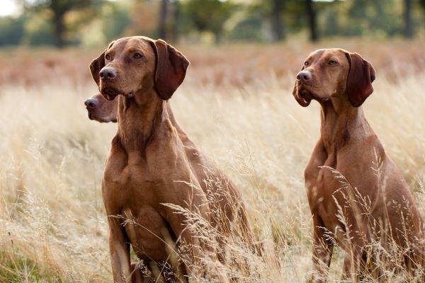 Building a Strong Bond: Socialization Tips ⁤for Hunting Dogs