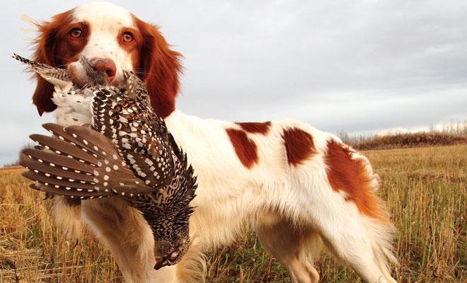 Keeping ‍Your Dog Happy⁣ and Healthy: Care Tips for Active Hunters