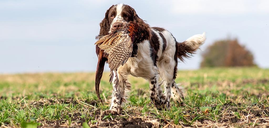 Essential Training Techniques ⁣for⁣ Your Hunting⁣ Partner