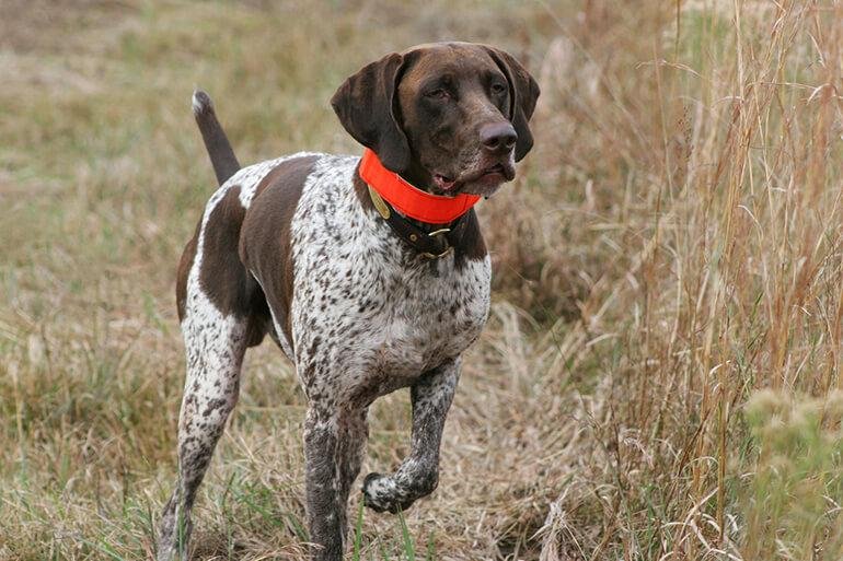 Best Hunting Dogs: Breeds and Training Tips